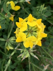Lotus corniculatus