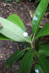Exobasidium rhododendri