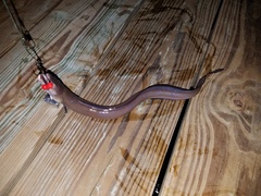 Conger oceanicus