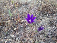 Brodiaea