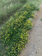 Lotus corniculatus