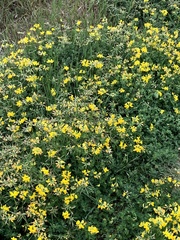 Lotus corniculatus