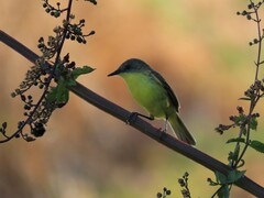 Pseudocolopteryx citreola
