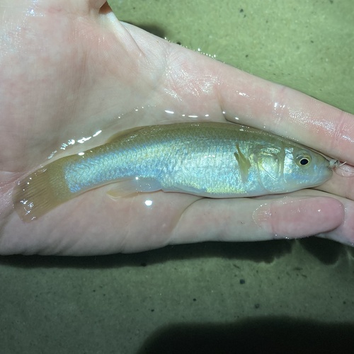Gulf killifish (Fundulus grandis) — Fundulidae — 2