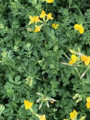 Lotus corniculatus