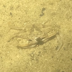 Callinectes sapidus