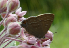 Satyrium caryaevorus