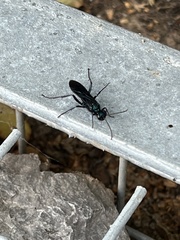 Chalybion californicum