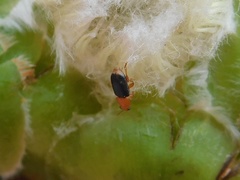 Chirodica