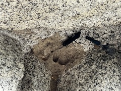 Chalybion californicum