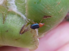Chirodica