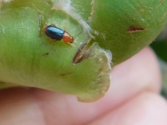 Chirodica