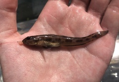 Lepidogobius lepidus