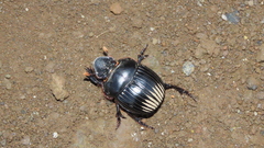 Dichotomius colonicus