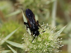 Scolia hortorum