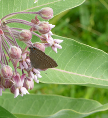 Satyrium caryaevorus