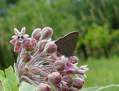 Satyrium caryaevorus
