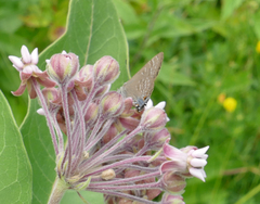 Satyrium caryaevorus