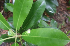 Exobasidium rhododendri