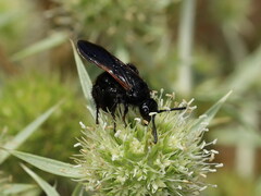 Scolia hortorum