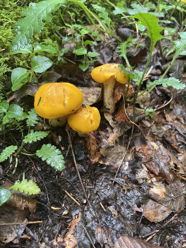 chanterelles in July 2022 by christy_d · iNaturalist