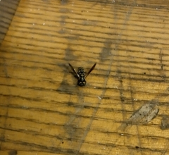 Parancistrocerus fulvipes