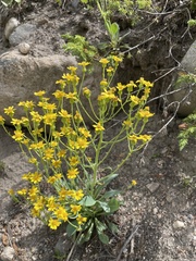 Senecio wootonii