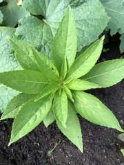 Impatiens