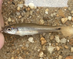Notropis baileyi