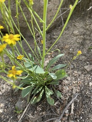 Senecio wootonii