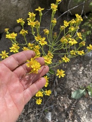 Senecio wootonii