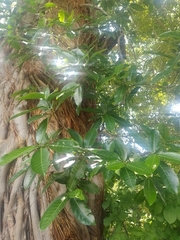 Ficus pringlei