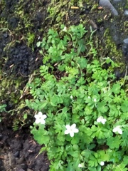 Ellisiophyllum pinnatum