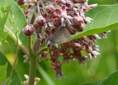 Satyrium caryaevorus