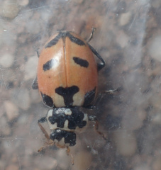 Hippodamia expurgata