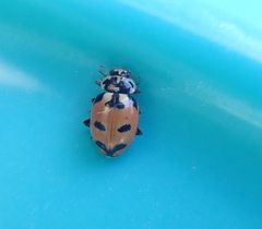 Hippodamia expurgata