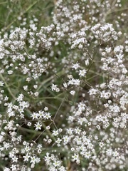 Gypsophila paniculata