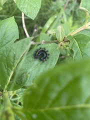 Euphydryas gillettii