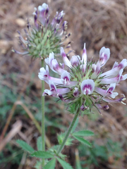 Trifolium obtusiflorum