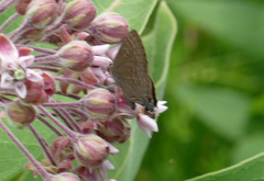 Satyrium caryaevorus