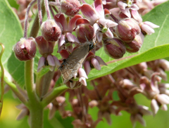 Satyrium caryaevorus