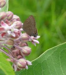 Satyrium caryaevorus