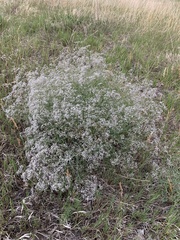 Gypsophila paniculata