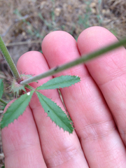 Trifolium obtusiflorum