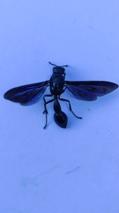 Pseudozumia gracilis