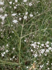 Gypsophila paniculata