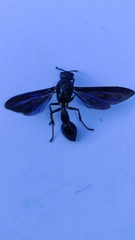 Pseudozumia gracilis