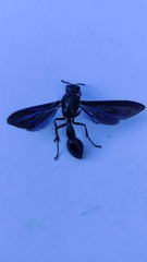 Pseudozumia gracilis