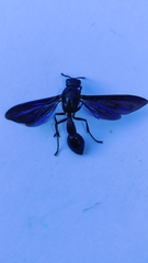 Pseudozumia gracilis