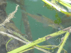 Cymatogaster aggregata